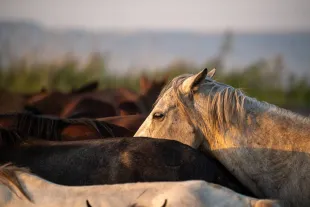 KAYSERI, TURKIYE - AUGUST 24: Wild horses gallop freely, continuing their lives in herds as part of Anatolia's ancient culture, during sunset at Hurmetci Marsh, located in the Develi Plain at the foot of Mount Erciyes in Kayseri, Turkiye on August 24, 2025. The Marsh continues to be the habitat of hundreds of wild horses. (Photo by Ayten Altintas/Anadolu via Getty Images)