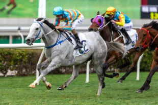HONG KONG, CHINA - February 5 : Jockey Hugh Bowman riding Senor Toba wins the Race 7 Centenary Vase (G3 1800m) at Sha Tin Racecourse on February 5, 2023 in Hong Kong. (Photo by Lo Chun Kit /Getty Images)