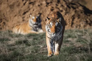 PETA is seeking the release of all the tigers that were under the care of Ryan Easley over the years (Image via Getty)