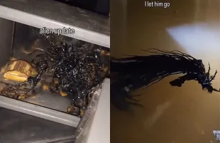 The viral Panama meteorite alien (Photo: X/@DailyLoud)