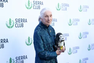 Jane Goodall attends Sierra Club's 2025 Trail Blazers Ball on April 02, 2025 in Los Angeles, California. (Photo by Araya Doheny/Getty Images for Sierra Club)