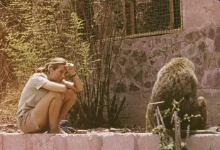 British ethologist Jane Goodall sits outdoors and studies an African baboon, 1974 (Image via Getty)