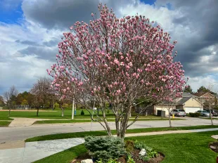 Ariel Barner's son got a legal notice from the HOA for swinging from a Magnolia tree (representative image). (Photo by Creative Touch Imaging Ltd./NurPhoto via Getty Images)