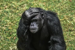 Chimpanzee (Photo by Gerald Anderson/Anadolu via Getty Images)