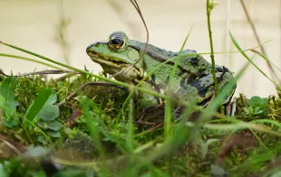 Chinese woman ate frogs to cure back pain (representative image) (Photo by Wolfram Steinberg/picture alliance via Getty Images)