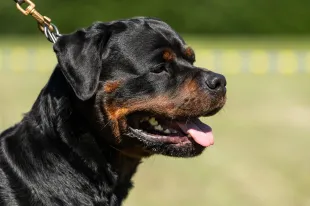 Family claims their dog was allegedly shot dead by an ICE agent (representative image). (Photo by Silas Stein/picture alliance via Getty Images)