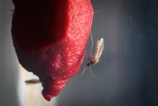 GREIFSWALD, GERMANY - DECEMBER 02: An asian tiger mosquito feeds on warm blood from a cotton pad in a laboratory of the Friedrich-Loeffler-Institute, where mosquitos are breeded by scientists on December 02, 2019 in Greifswald, Germany. The Friedrich-Loeffler-Institute is a scientific laboratory specialised on animal epidemics and vector-born diseases. (Photo by Steffen Kugler/Getty Images)