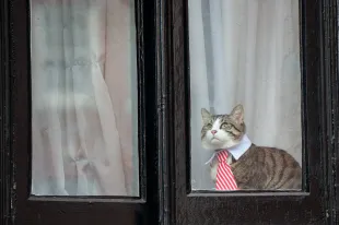 LONDON, ENGLAND - NOVEMBER 14:  A cat wearing a striped tie and white collar looks out of the window of the Embassy of Ecuador as Swedish prosecutors question Wikileaks founder Julian Assange on November 14, 2016 in London, England. Mr Assange has been inside the embassy since 2012 and he is being questioned over allegations of rape that date from 2010. Mr Assange has not been charged and denies the claims.  (Photo by Chris J Ratcliffe/Getty Images)