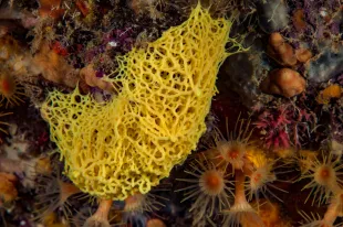 LA CIOTAT - FRANCE - JUNE 23: a sea sponge called yellow clathrina (Clathrina clathus), on june 23, 2016 in La Ciotat, France. The Mediterranean represents a hotspot of marine biodiversity. With only 1% of the world's oceans and seas, it is home to nearly 10% of the world's marine species. There are also hundreds of endemic species. (Photo by Alexis Rosenfeld/Getty Images).