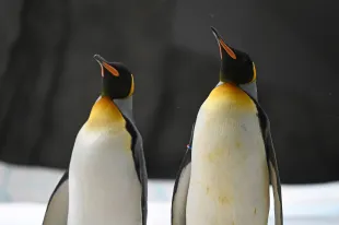 Two men allegedly dressed penguins as surfers in the San Diego Zoo (representative image). (Photo by David Hammersen/picture alliance via Getty Images)