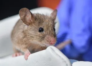 11 September 2019, Brandenburg, Niederfinow: A house mouse (Mus musculus) is sitting on the glove of Iva Martincová, biologist from the Czech Republic, in the research station of the Leibniz Institute for Zoo and Wildlife Research (IZW) in the Forschungsverbund Berlin e.V.. The east mouse is browner, the west mouse thicker. What does it mean for evolution when these little animals mate? Field research is in full swing - in wild Brandenburg. Photo: Patrick Pleul/dpa-Zentralbild/ZB (Photo by Patrick Pleul/picture alliance via Getty Images)