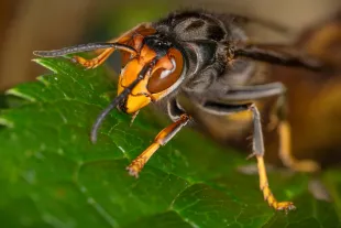 Giant Asian hornet is one of the largest species of hornet (Image via Getty)