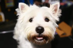 SYDNEY, AUSTRALIA - NOVEMBER 07:  A West Highland White Terrier is seen during Dog Lovers Show at Royal Hall of Industries, Moore Park on November 7, 2014 in Sydney, Australia.  (Photo by Mark Kolbe/Getty Images)