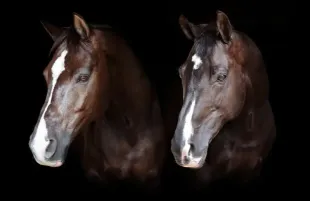 Valegro and Uthopia (Image via Facebook/@CarlHester)