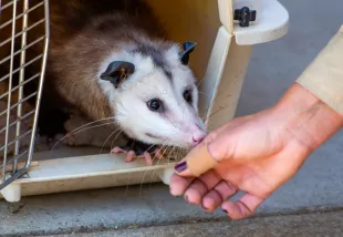 Charlie Ross, the content creator behind the prank channel RossCreations, used a catapult to launch an opossum into the air in a viral video (representative image). (Photo by Leonard Ortiz/MediaNews Group/Orange County Register via Getty Images)