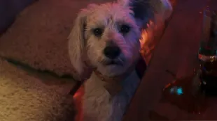 Krypto (Image via YouTube/@dcofficial)