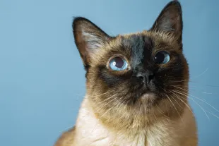 Diane Huff-Medina's Siamese mix cat, Piper, was stolen by an Amazon Flex deliveryman (representative image). (Photo by Omer Taha Cetin/Anadolu Agency via Getty Images)