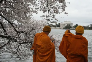 WASHINGTON, DC - APRIL 08:  Two Buddhists monks take pictures in front of blooming Cherry Blossom trees at the Tidal Basin April 8, 2015 in Washington, DC. The Cherry trees around the Tidal Basin, which were originally gifts from Tokyo, Japan, in 1912, have started to bloom. They are predicted to be in full bloom in about couple more days, depend on how warm the weather will be.  (Photo by Alex Wong/Getty Images)