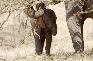 Elephant calf feeding with its mother in Serengeti, Tanzania (Image via Getty)