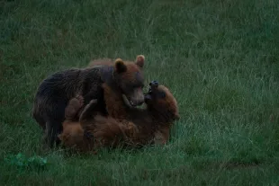 Two bear cubs play in the specially designed enclosure for these animals at the Cabarceno Nature Park in Cantabria, Spain, which celebrates its 35th anniversary in June (Image via Getty)