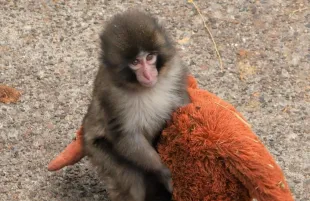 Ichikawa City Zoo responds to concerns about Punch and the macaque troop's health (Image via X/ @ichikawa_zoo)